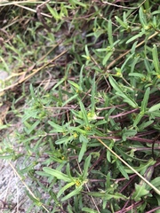 Melampodium strigosum