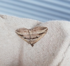Costaconvexa polygrammata