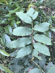 Cupaniopsis tomentella