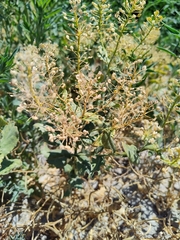 Lepidium chalepense