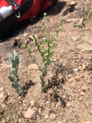 Lappula occidentalis occidentalis