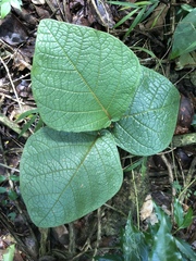 Coccoloba pubescens