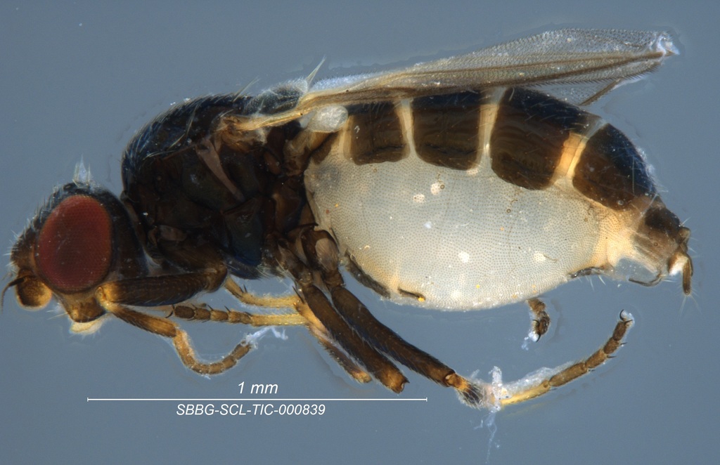 Malloewia neglecta