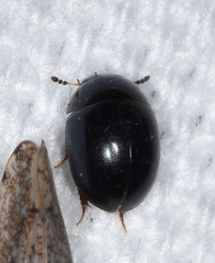 Phaenonotum exstriatum