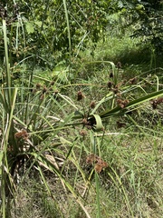 Cyperus ligularis