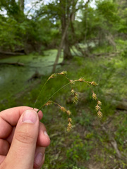 Carex echinodes