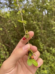 Erythroxylum brevipes