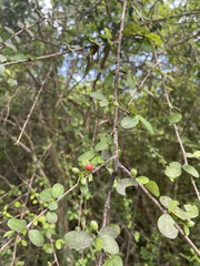 Erythroxylum brevipes