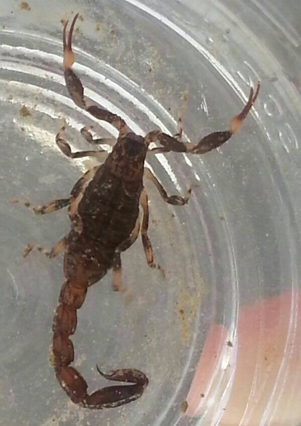 Ananteris cussinii