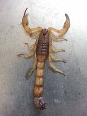 Rhopalurus laticauda