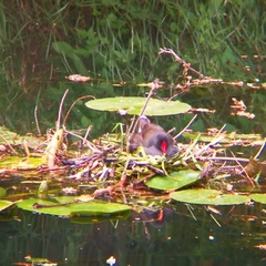 Gallinula chloropus