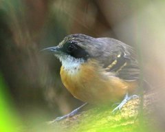 Myrmoborus myotherinus