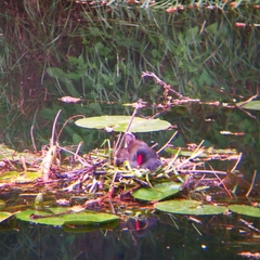 Gallinula chloropus