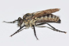Lasiopogon opaculus
