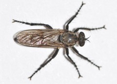 Lasiopogon opaculus