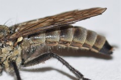 Lasiopogon opaculus