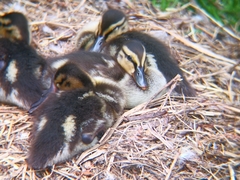 Anas platyrhynchos