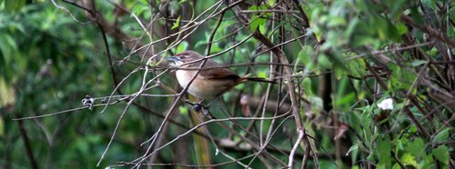 Melocichla mentalis