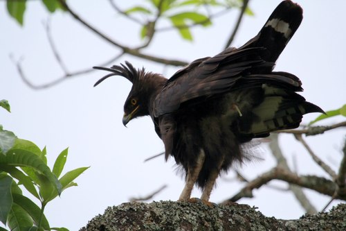 Lophaetus occipitalis