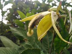 Siphocampylus giganteus