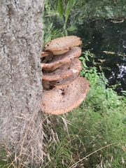 Cerioporus squamosus