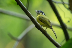 Pogonotriccus eximius