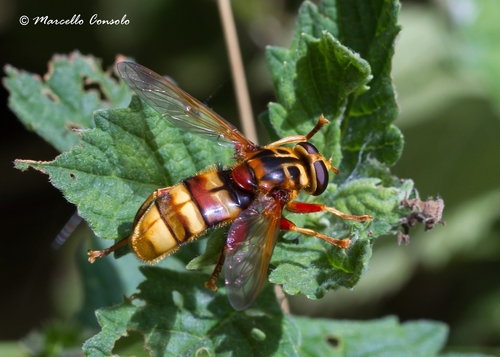 Milesia crabroniformis