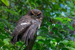 Pulsatrix koeniswaldiana