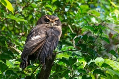 Pulsatrix koeniswaldiana