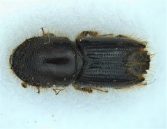 Ips calligraphus