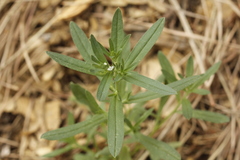 Buglossoides