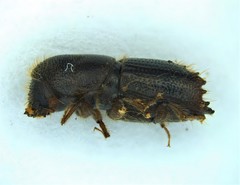 Ips calligraphus