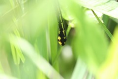Gomphurus