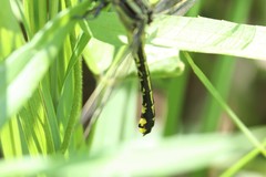Gomphurus