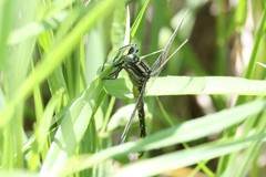 Gomphurus