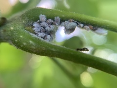 Prociphilus fraxinifolii