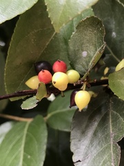 Xylosma