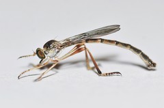 Leptogaster flavipes