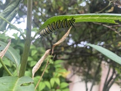Danaus plexippus
