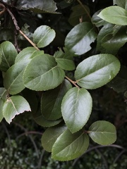 Xylosma