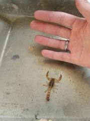 Rhopalurus laticauda