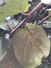 Xylosma
