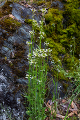 Arabis eschscholtziana