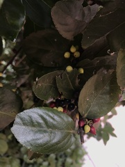 Xylosma