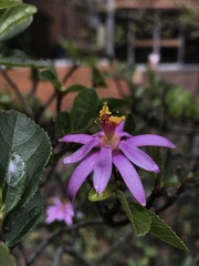 Magnoliopsida