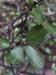 Magnoliopsida