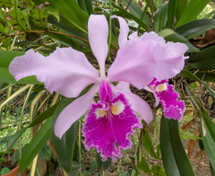 Cattleya warscewiczii