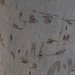 Ogmograptis scribula - Photo (c) sea-kangaroo, alguns direitos reservados (CC BY-NC-ND), uploaded by sea-kangaroo