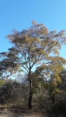 Anadenanthera colubrina cebil