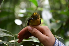 Myiobius sulphureipygius